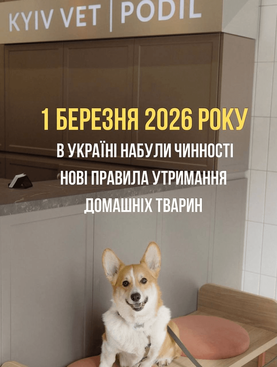 Допис клініки KYIV VET PODIL в Instagram